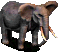 Elephant_Icon